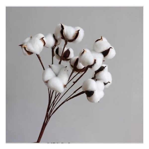 Beyaz Doğal Pamuk Dalları 10 Adet