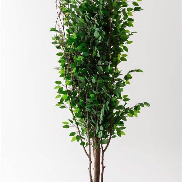 Yapay Ağaç 200 cm Benjamin 144 dal (Yoğun)