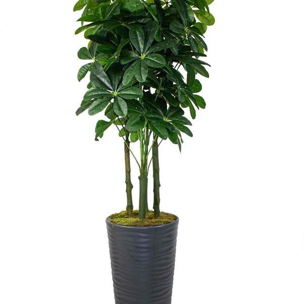 Yapay Ağaç Şeflore 170 Cm Konik Saksı