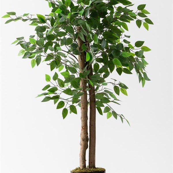 Yapay Benjamin Ağacı 130 Cm