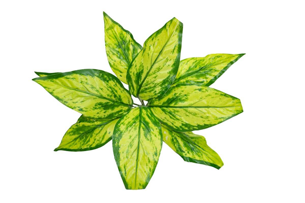 Yapay Yıldız Çiçeği Açık Yeşil Desenli