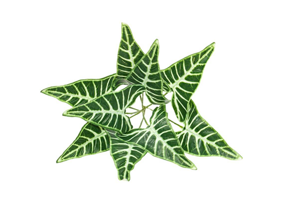 Yapay Yıldız Çiçeği Yeşil Desenli